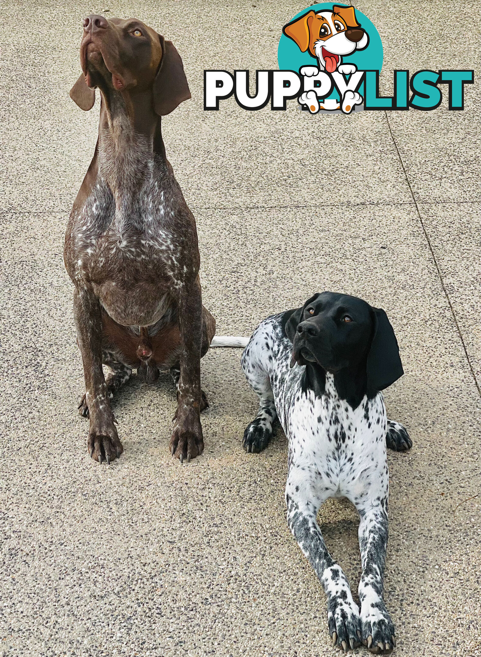 Pure Bred German Short Haired Pointer Puppies GsP