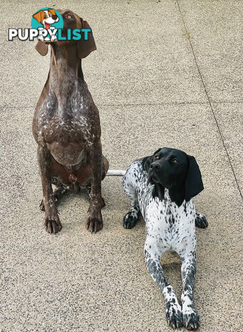 Pure Bred German Short Haired Pointer Puppies GsP