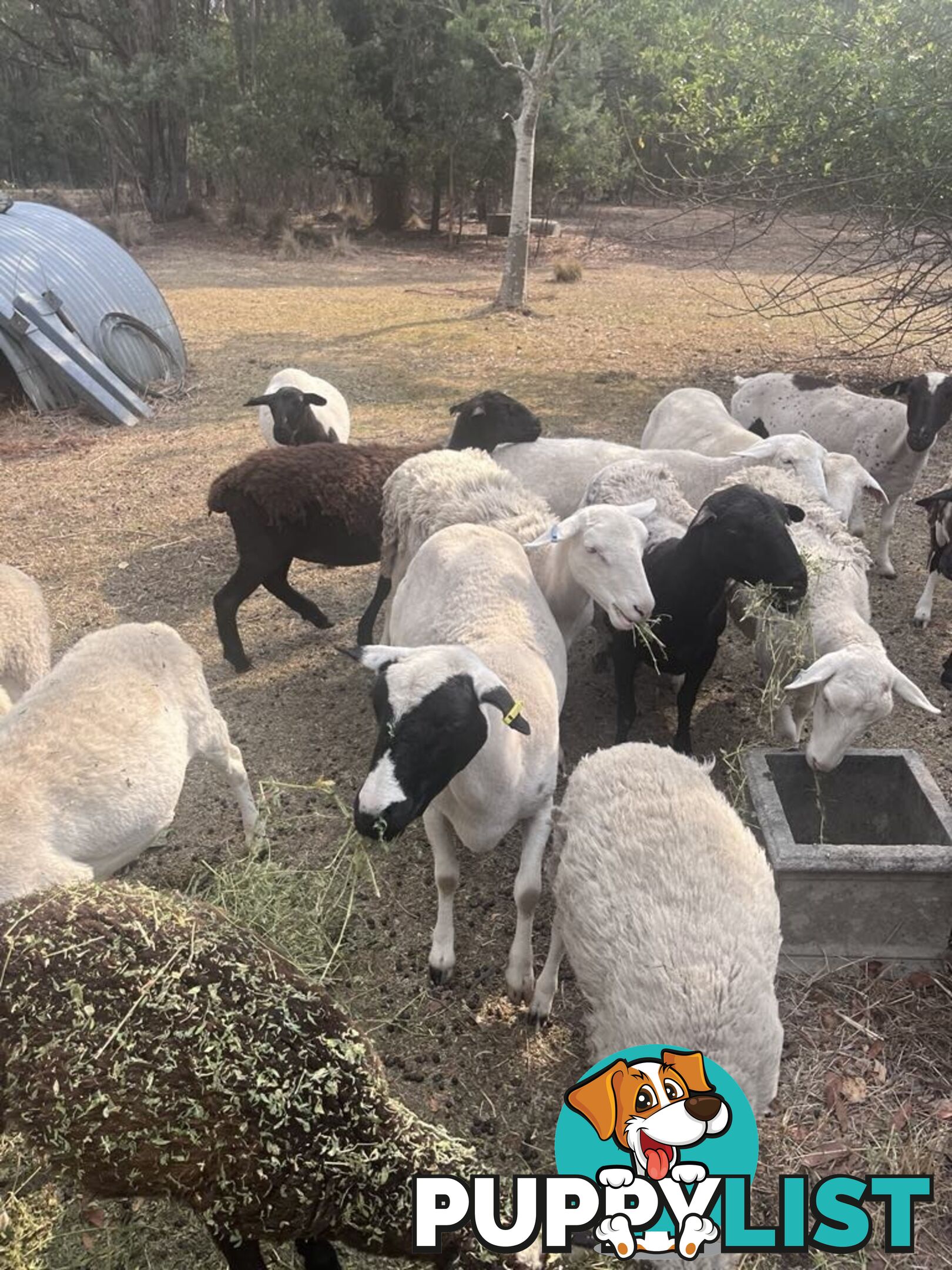 Australian dorper sheep lambs