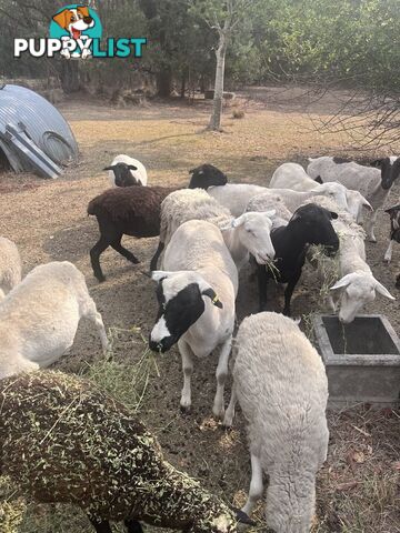 Australian dorper sheep lambs