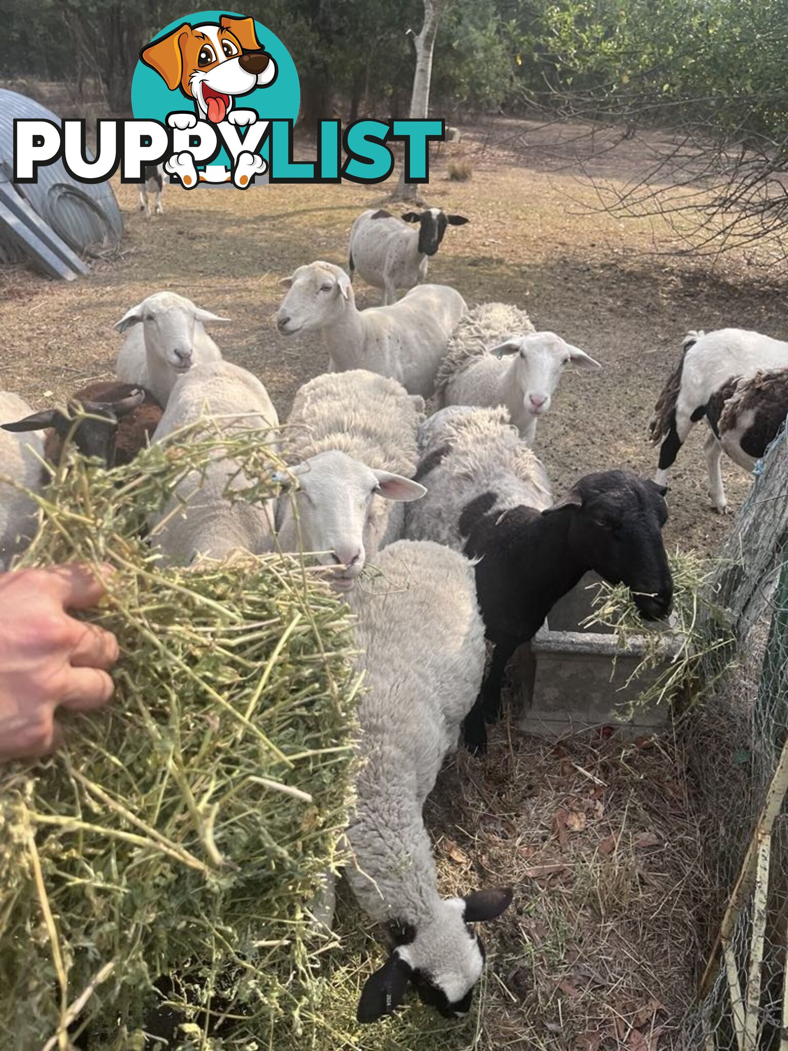 Australian dorper sheep lambs