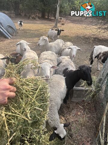 Australian dorper sheep lambs