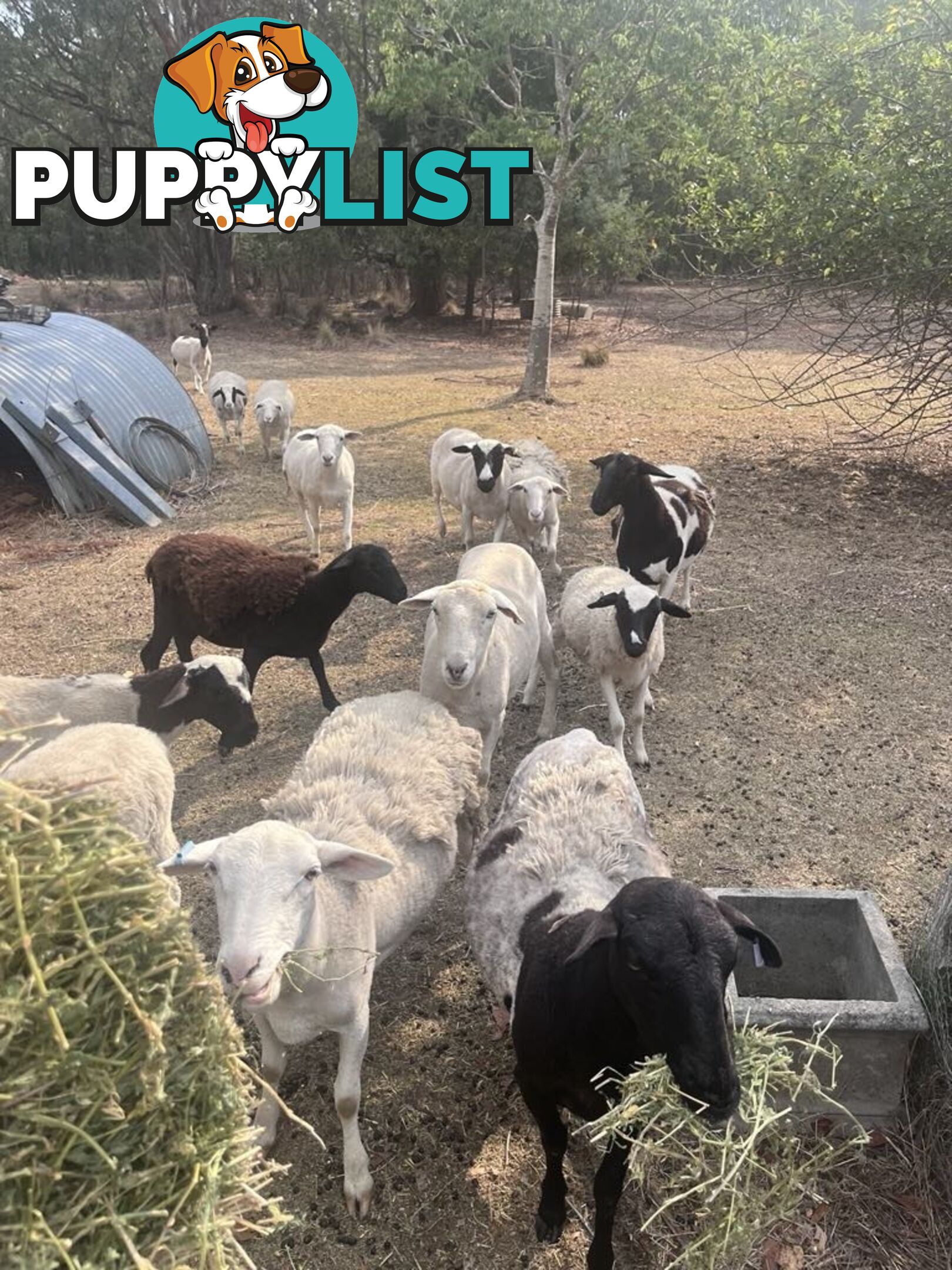 Australian dorper sheep lambs