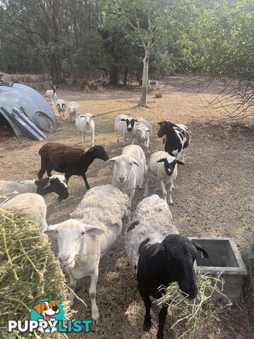 Australian dorper sheep lambs