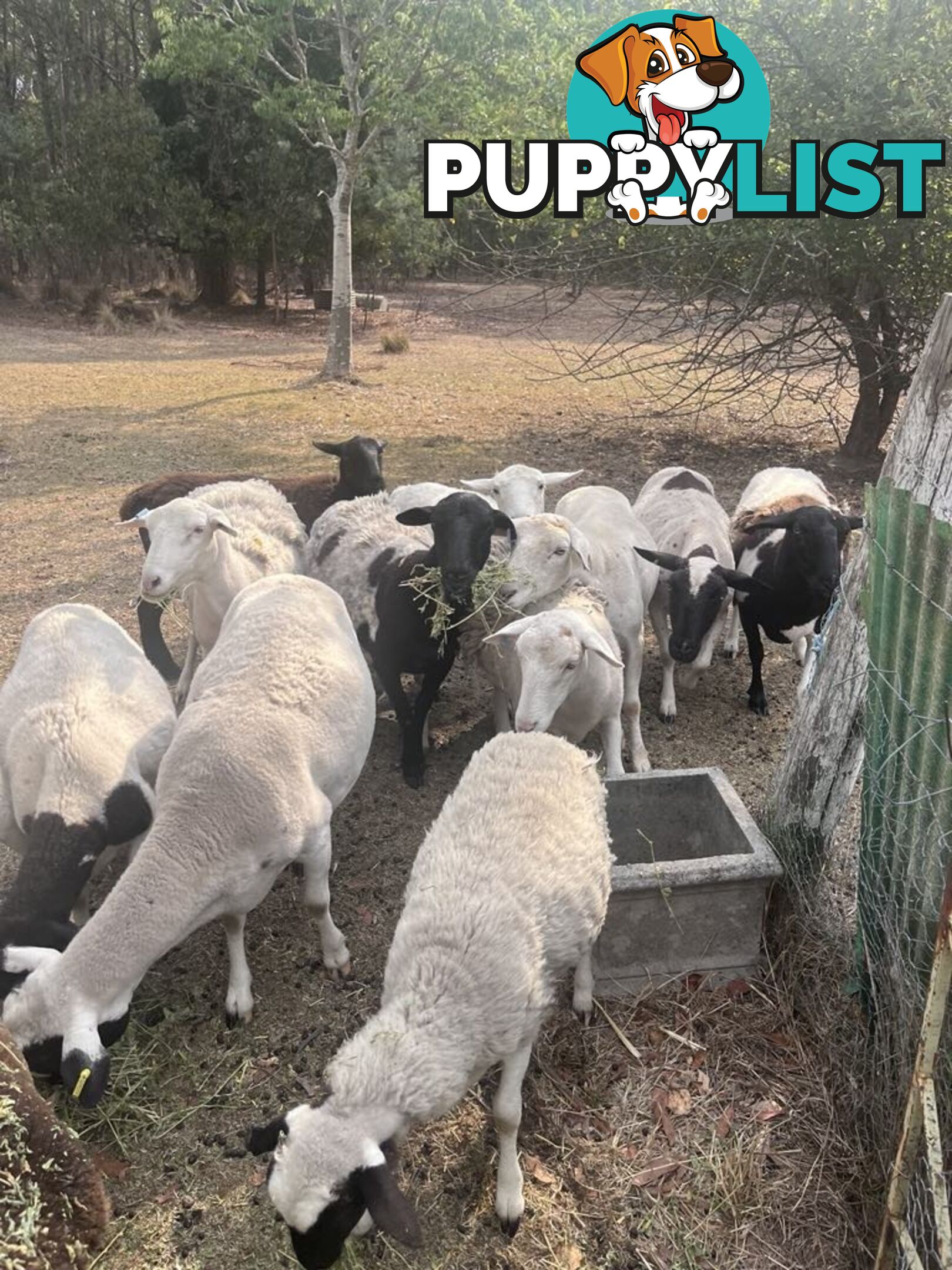 Australian dorper sheep lambs