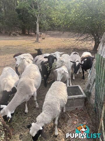 Australian dorper sheep lambs