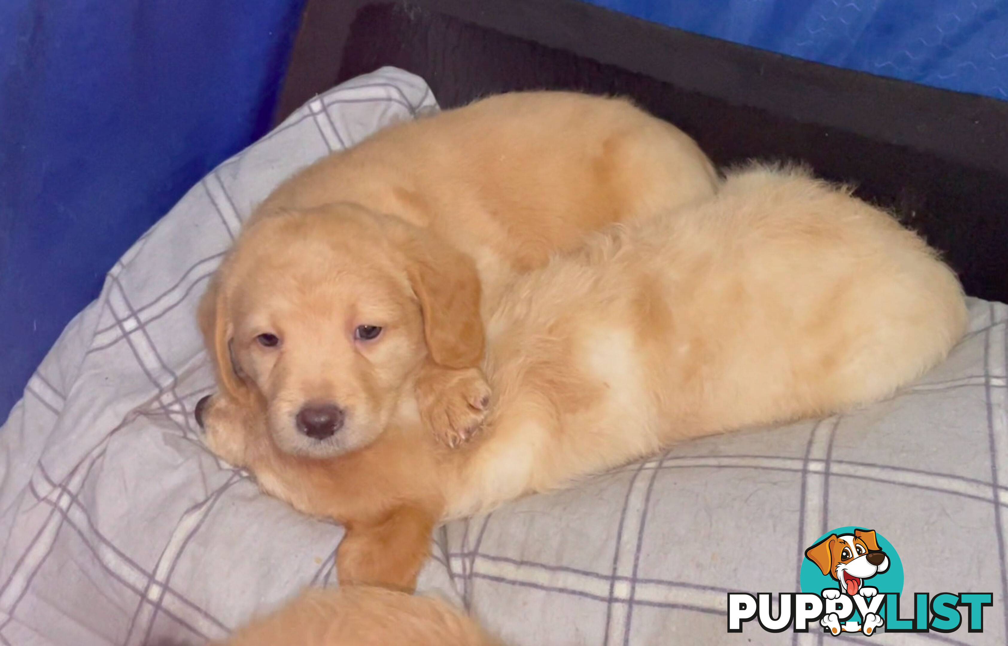 Mini Labradoddle Puppies