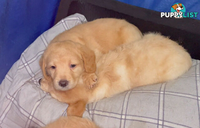 Mini Labradoddle Puppies