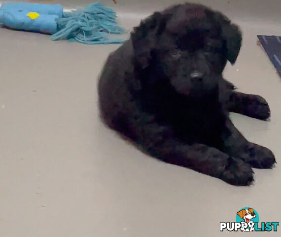 Mini Labradoddle Puppies