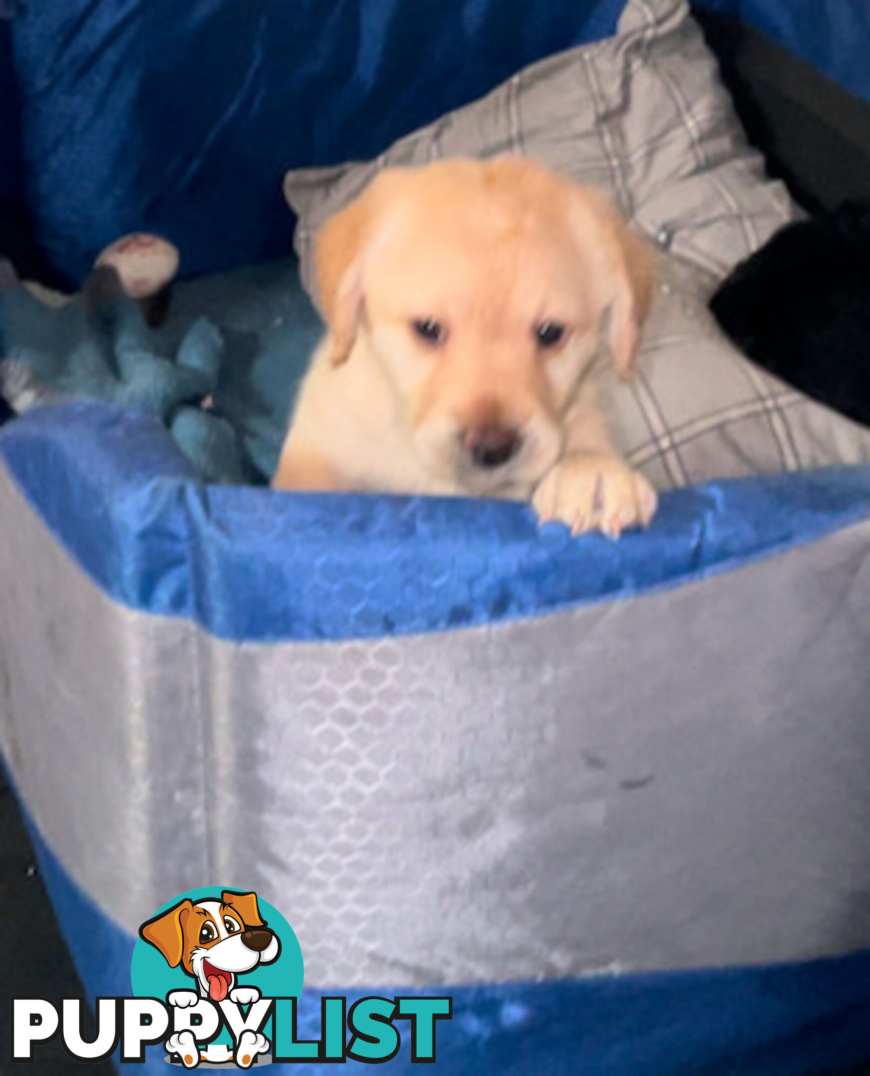 Mini Labradoddle Puppies