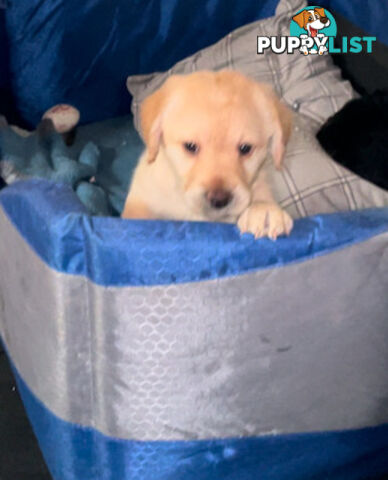 Mini Labradoddle Puppies