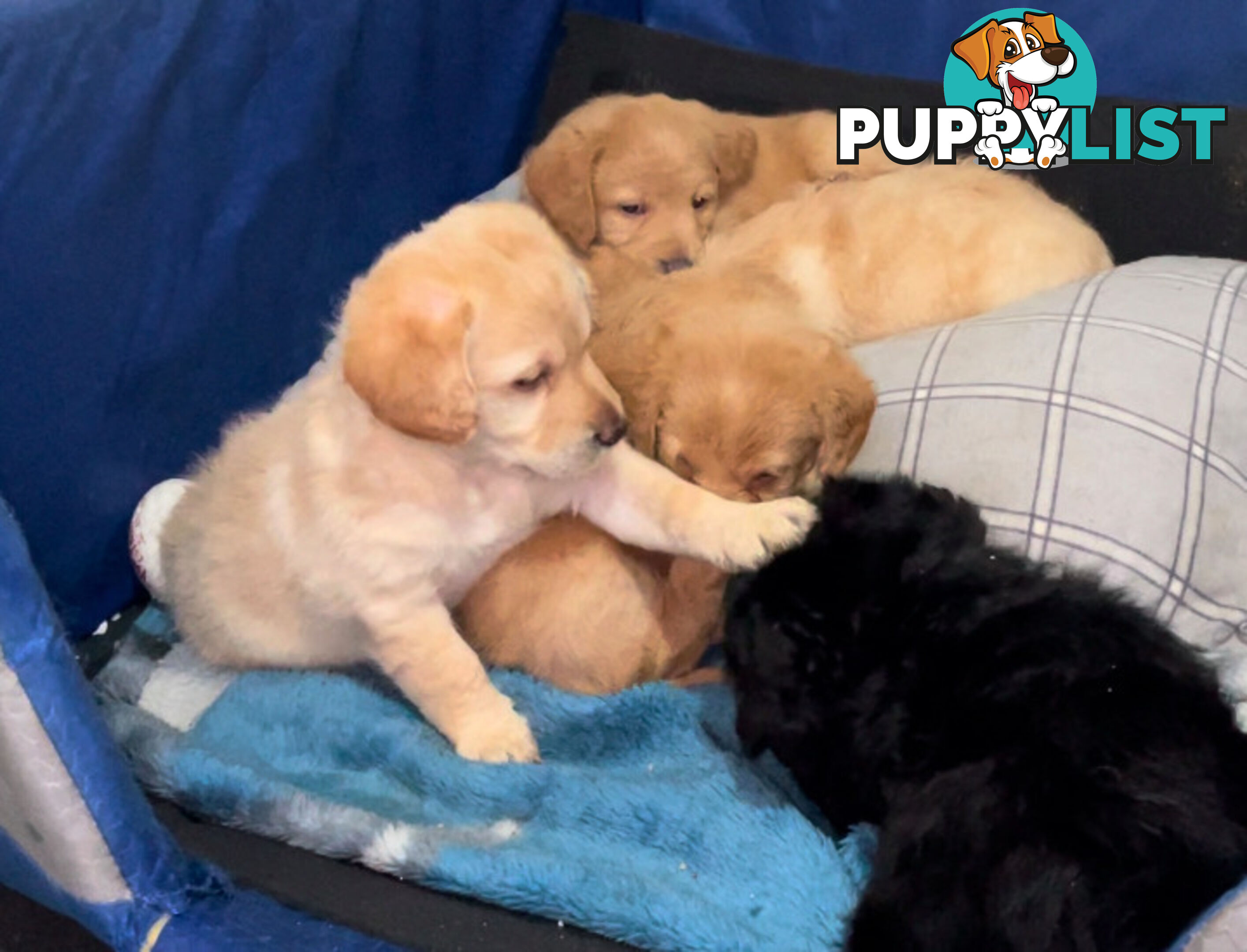 Mini Labradoddle Puppies