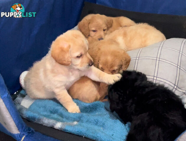 Mini Labradoddle Puppies