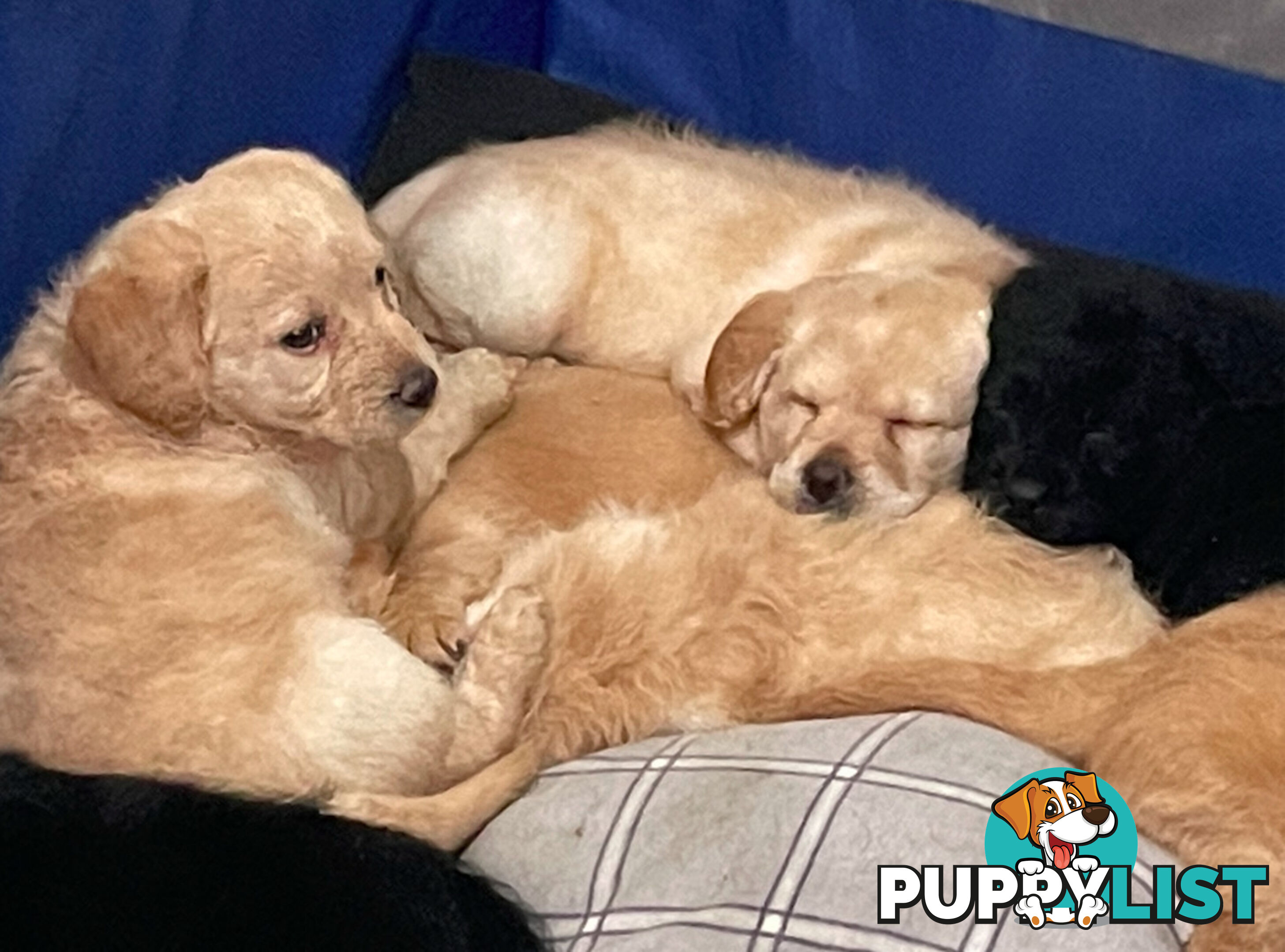 Mini Labradoddle Puppies