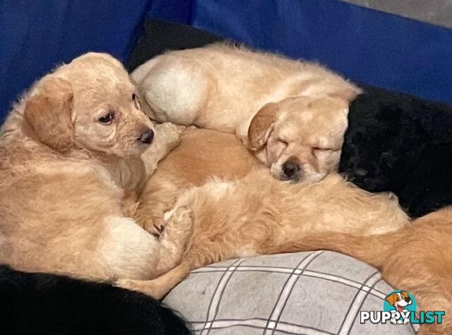 Mini Labradoddle Puppies