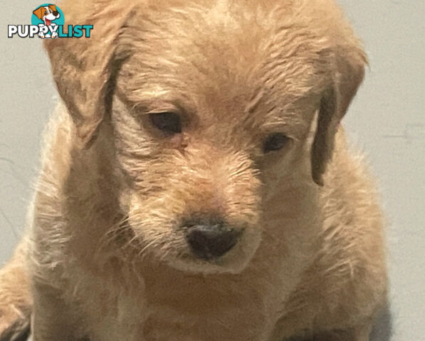 Mini Labradoddle Puppies