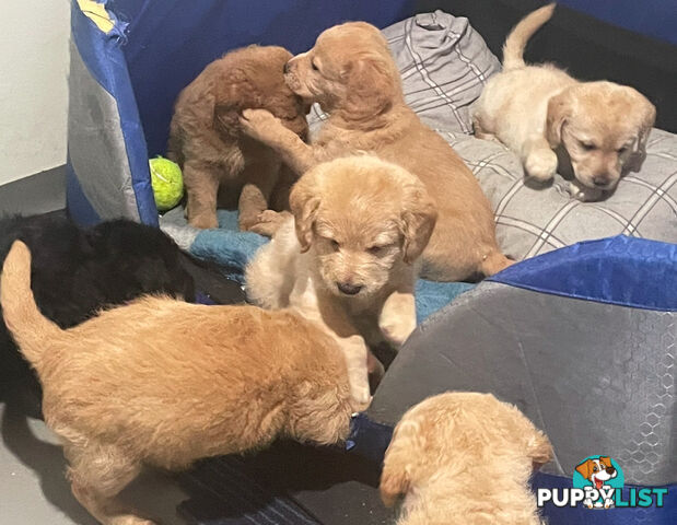 Mini Labradoddle Puppies