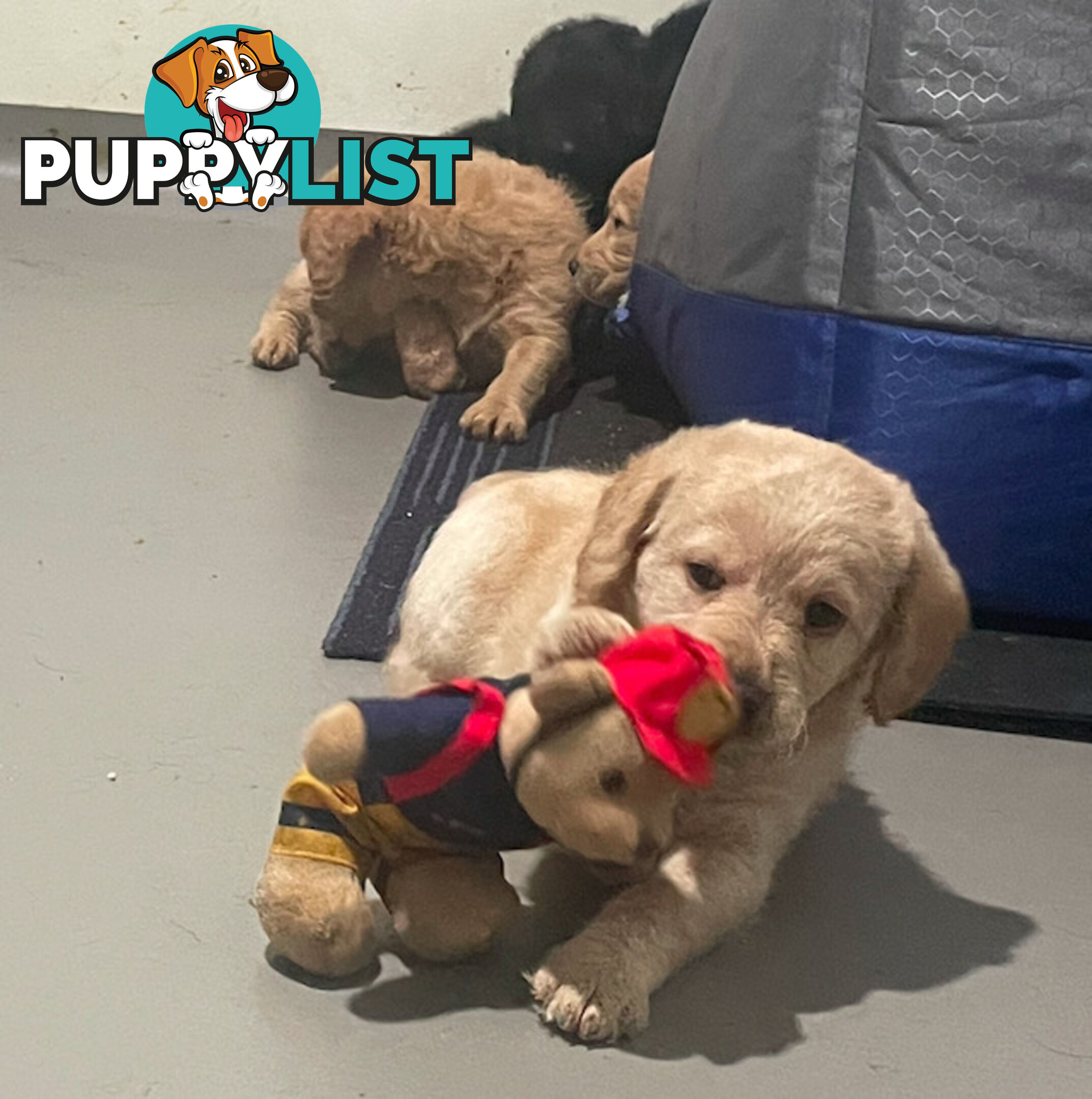 Mini Labradoddle Puppies