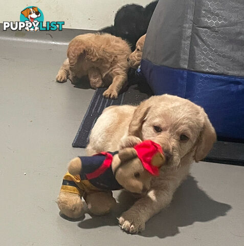 Mini Labradoddle Puppies