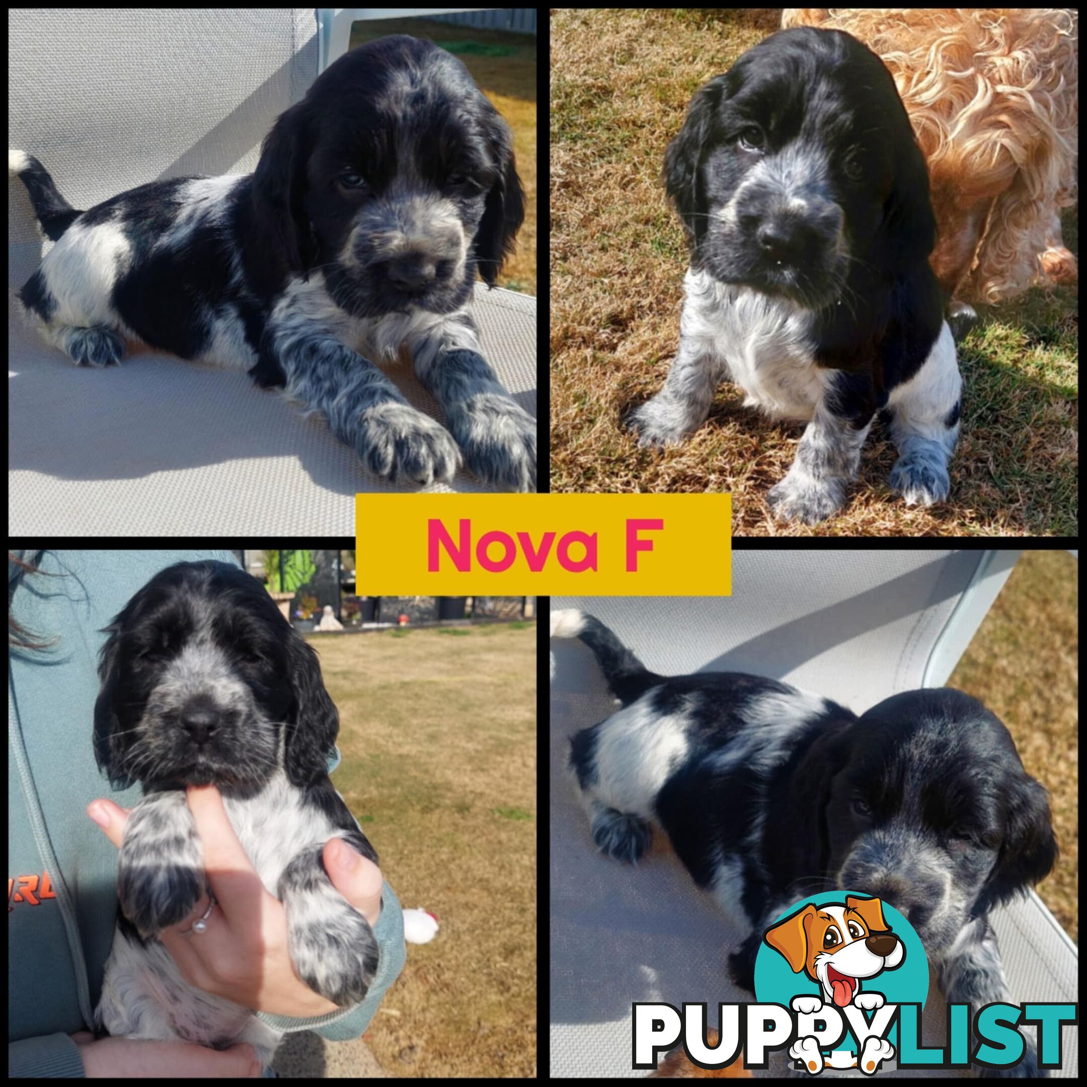 Purebred Blue Roan Cocker Spaniel Puppies