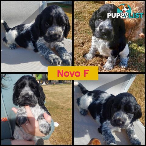 Purebred Blue Roan Cocker Spaniel Puppies