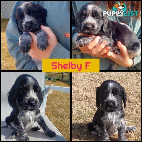 Purebred Blue Roan Cocker Spaniel Puppies