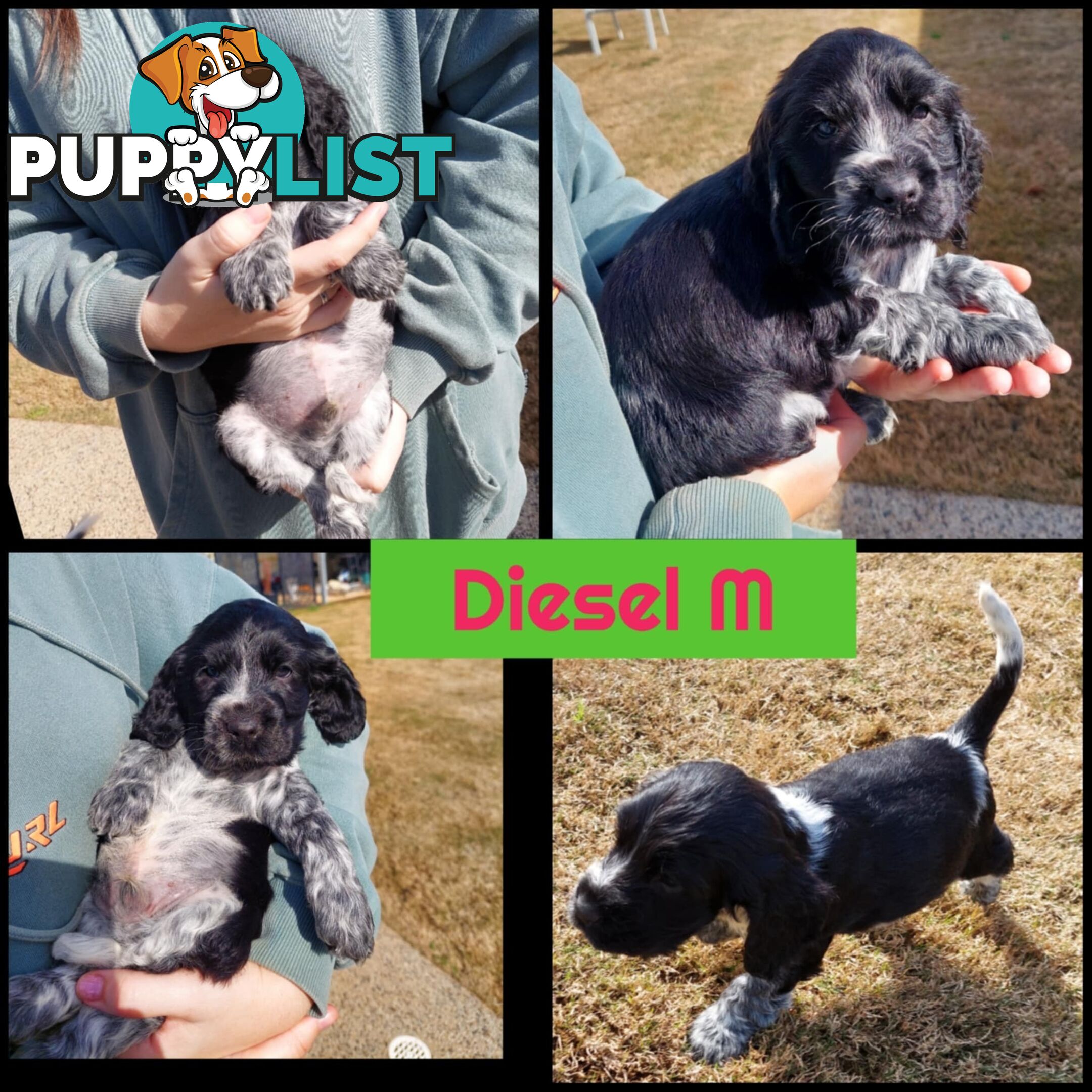 Purebred Blue Roan Cocker Spaniel Puppies