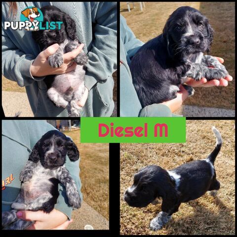 Purebred Blue Roan Cocker Spaniel Puppies