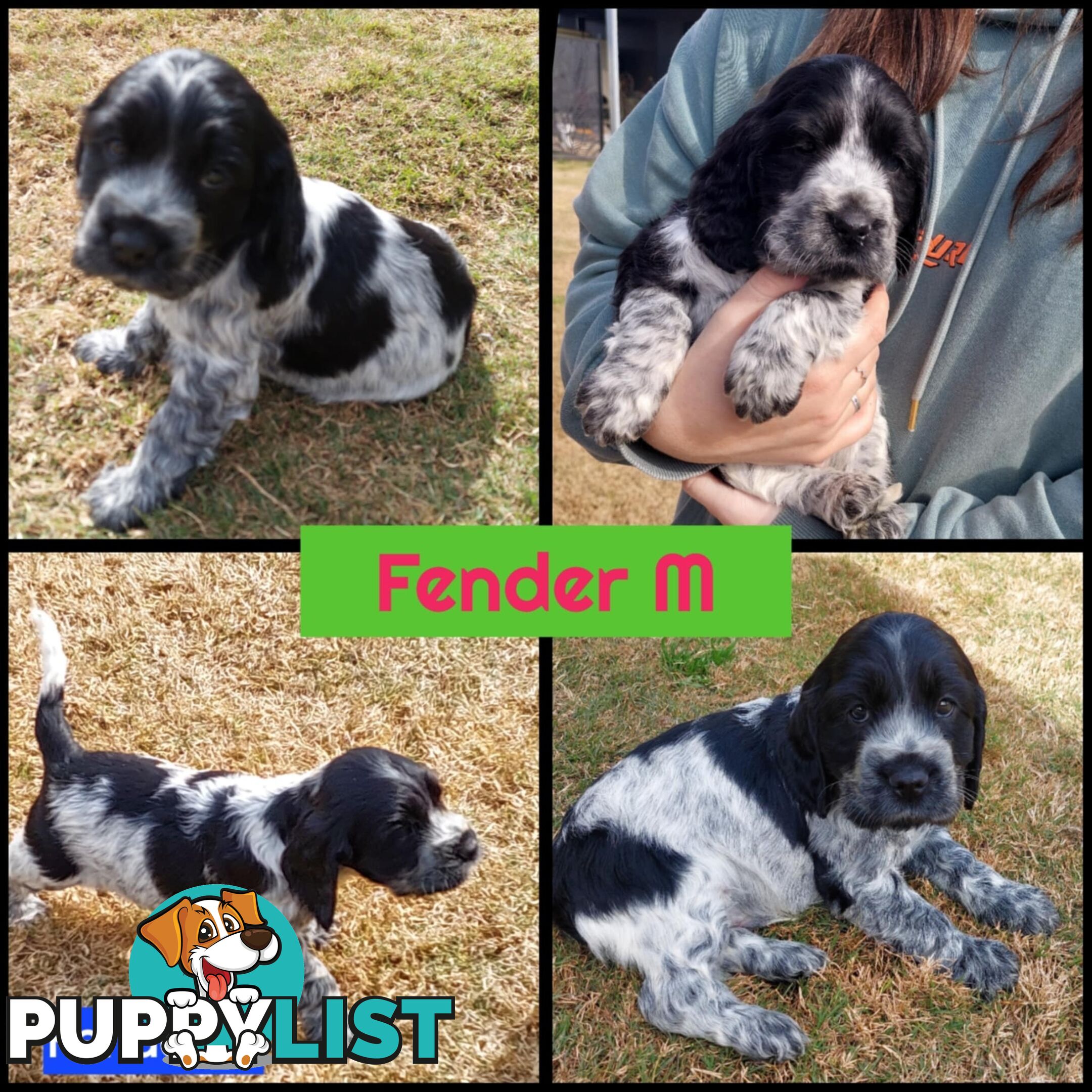 Purebred Blue Roan Cocker Spaniel Puppies
