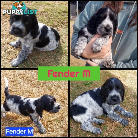 Purebred Blue Roan Cocker Spaniel Puppies