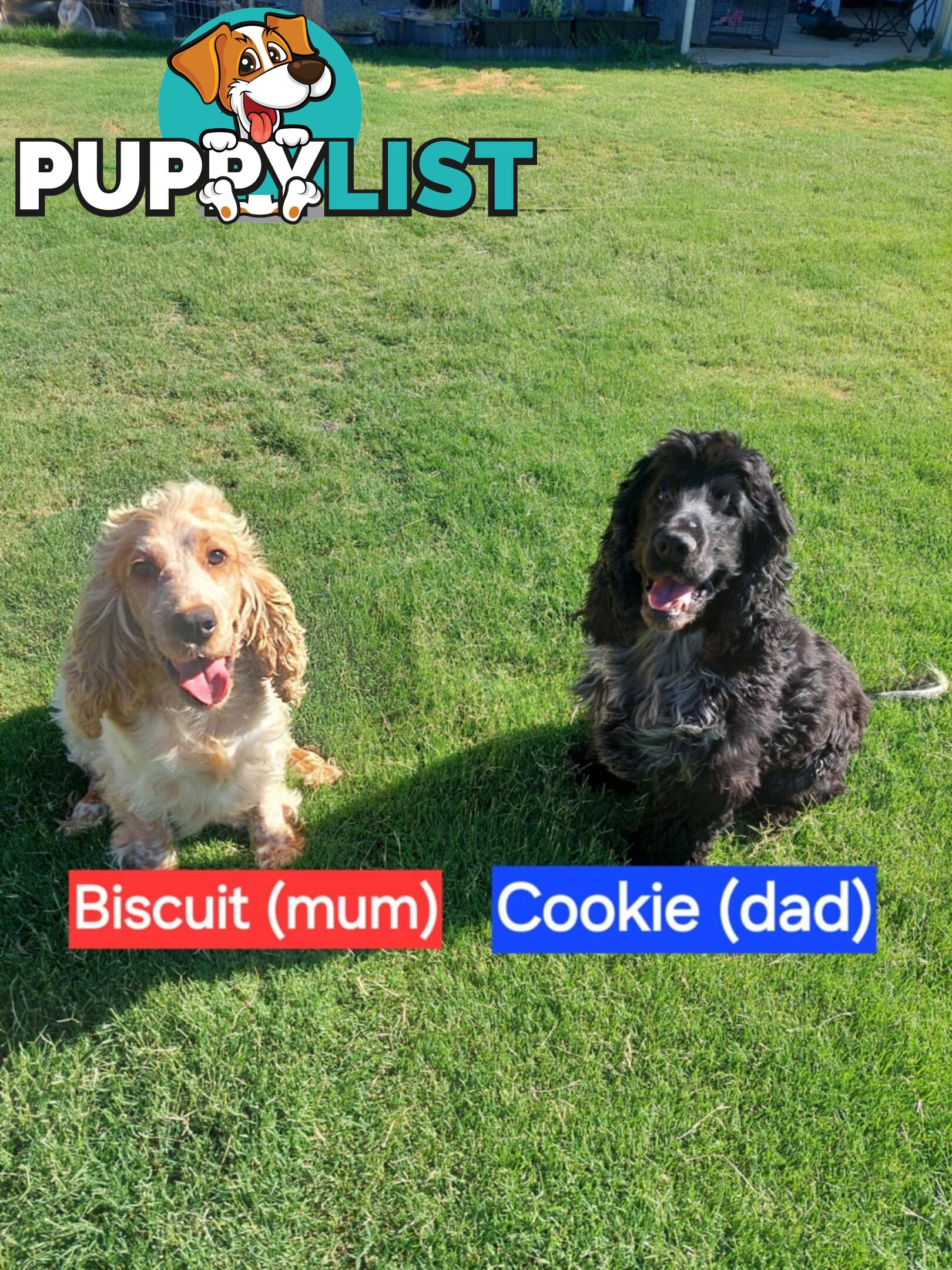 Purebred Blue Roan Cocker Spaniel Puppies