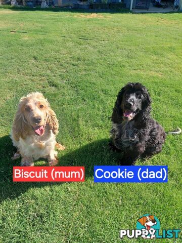 Purebred Blue Roan Cocker Spaniel Puppies