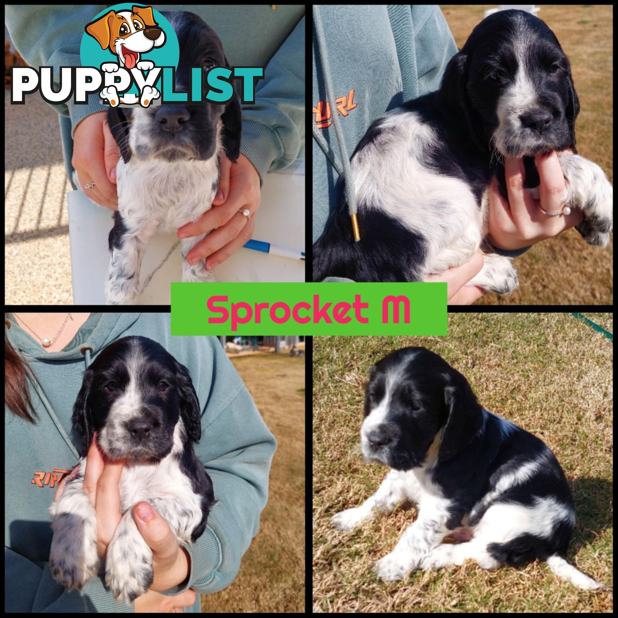 Purebred Blue Roan Cocker Spaniel Puppies