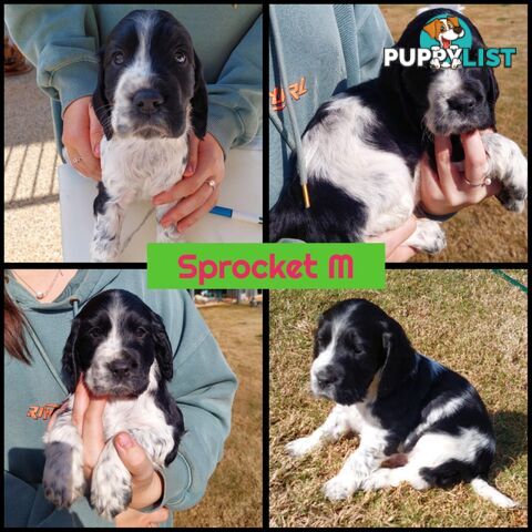 Purebred Blue Roan Cocker Spaniel Puppies