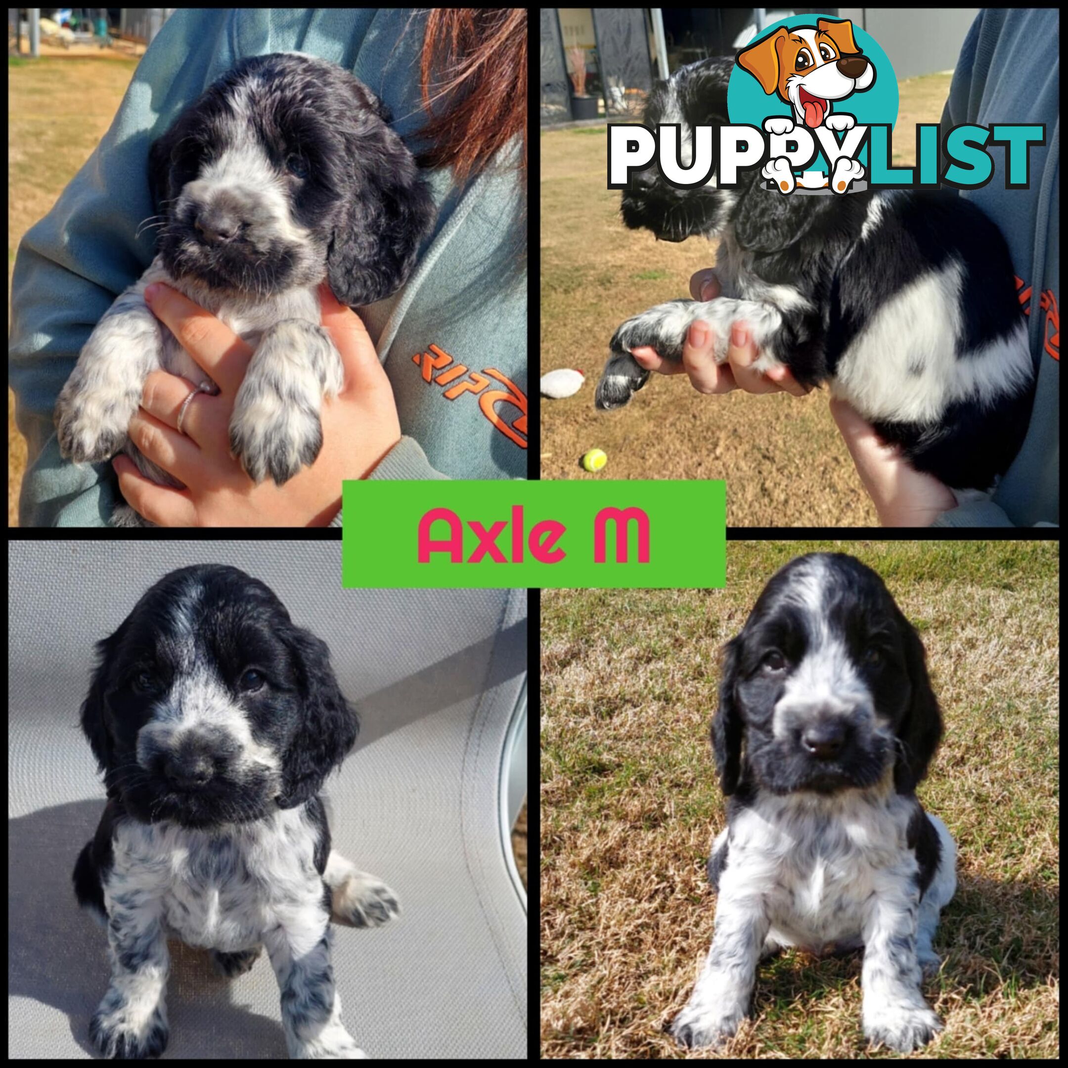 Purebred Blue Roan Cocker Spaniel Puppies