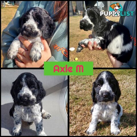 Purebred Blue Roan Cocker Spaniel Puppies