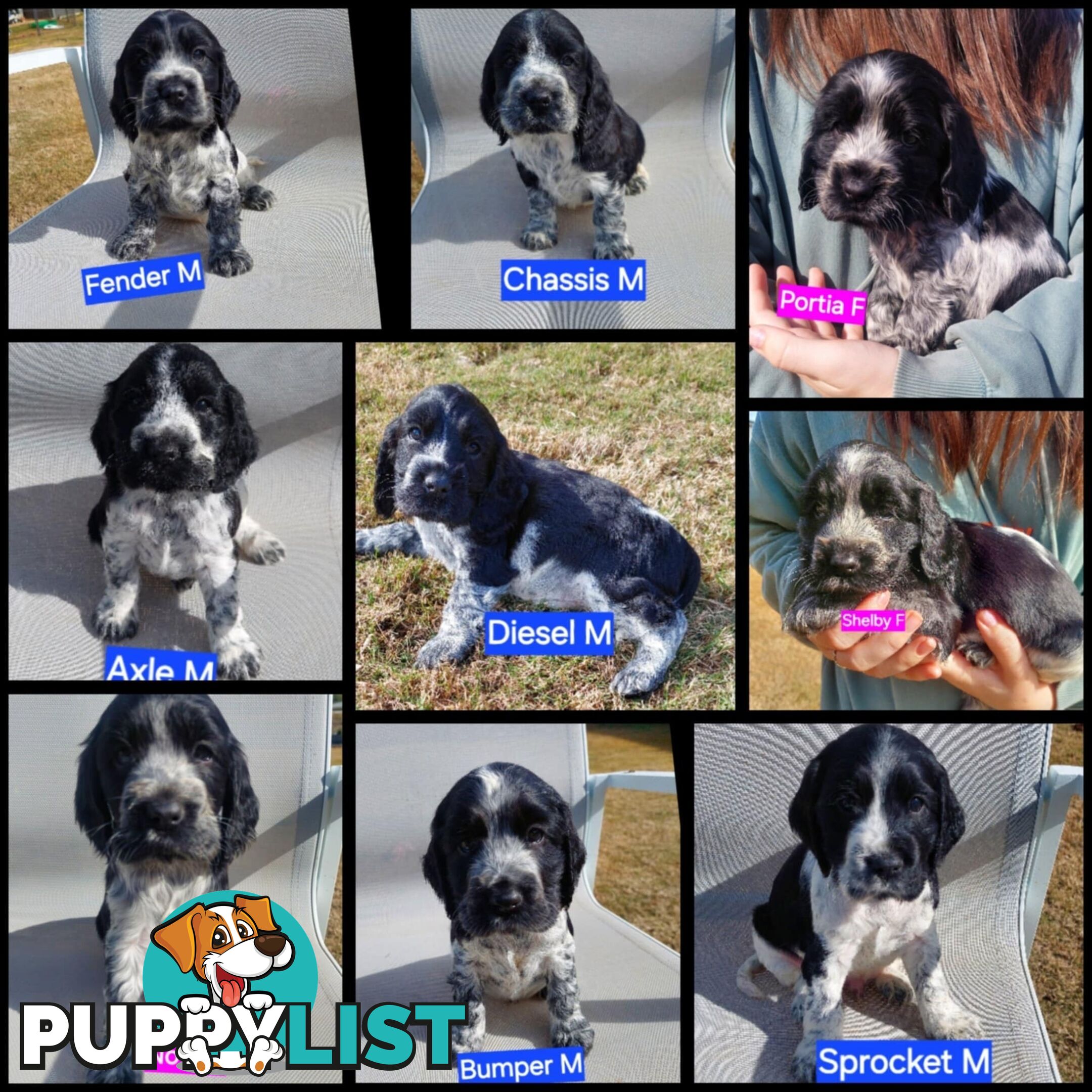 Purebred Blue Roan Cocker Spaniel Puppies