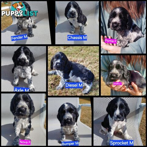 Purebred Blue Roan Cocker Spaniel Puppies