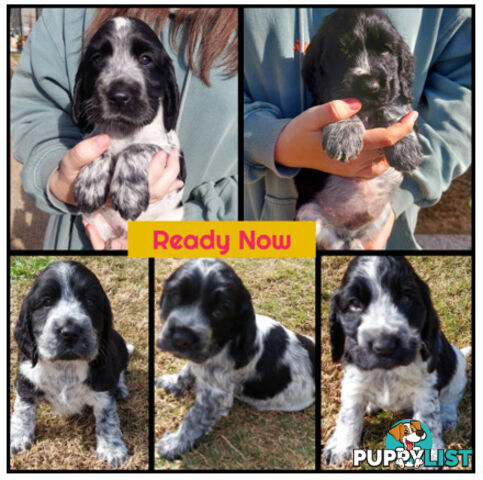 Purebred Blue Roan Cocker Spaniel Puppies