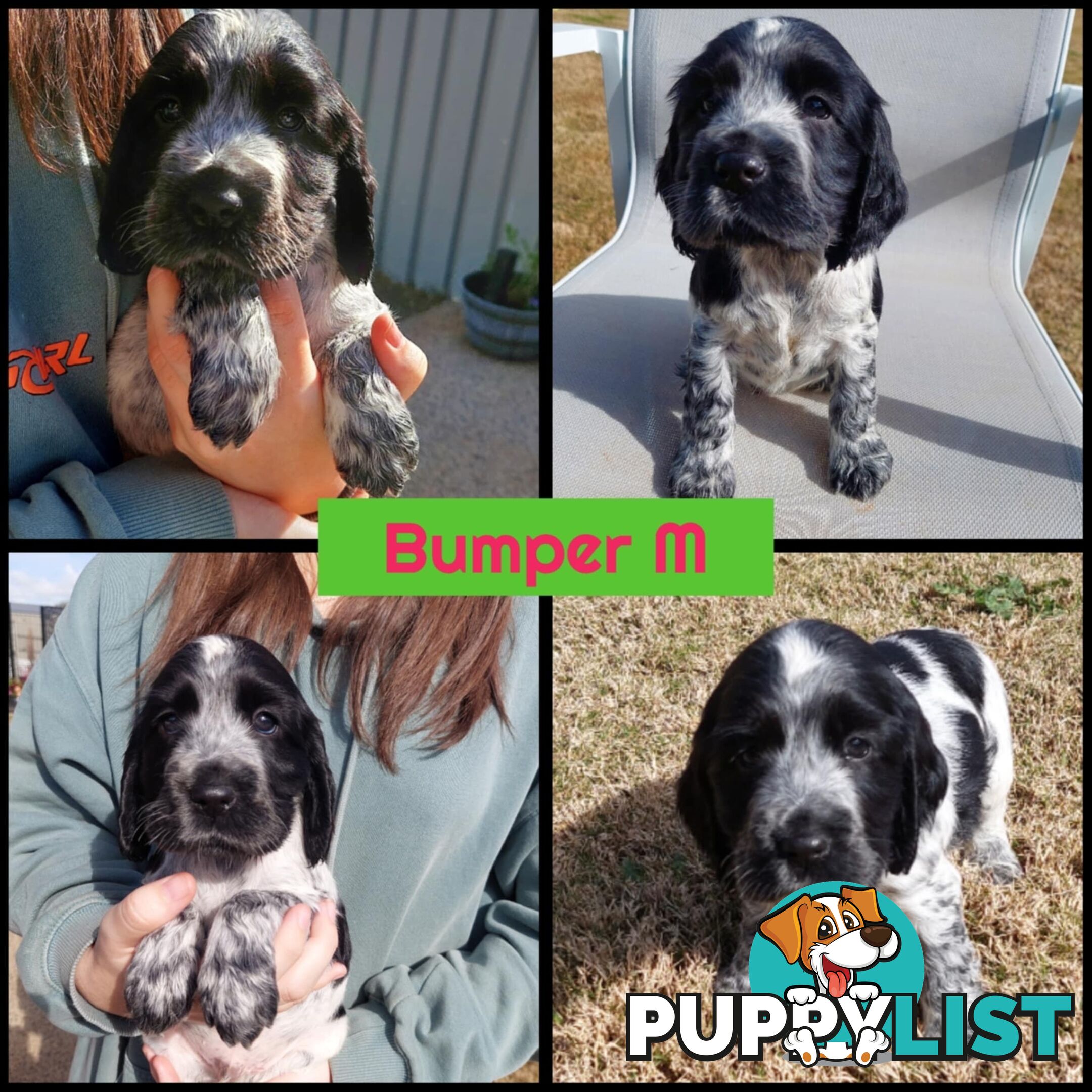 Purebred Blue Roan Cocker Spaniel Puppies