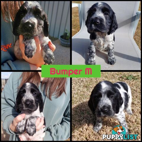 Purebred Blue Roan Cocker Spaniel Puppies