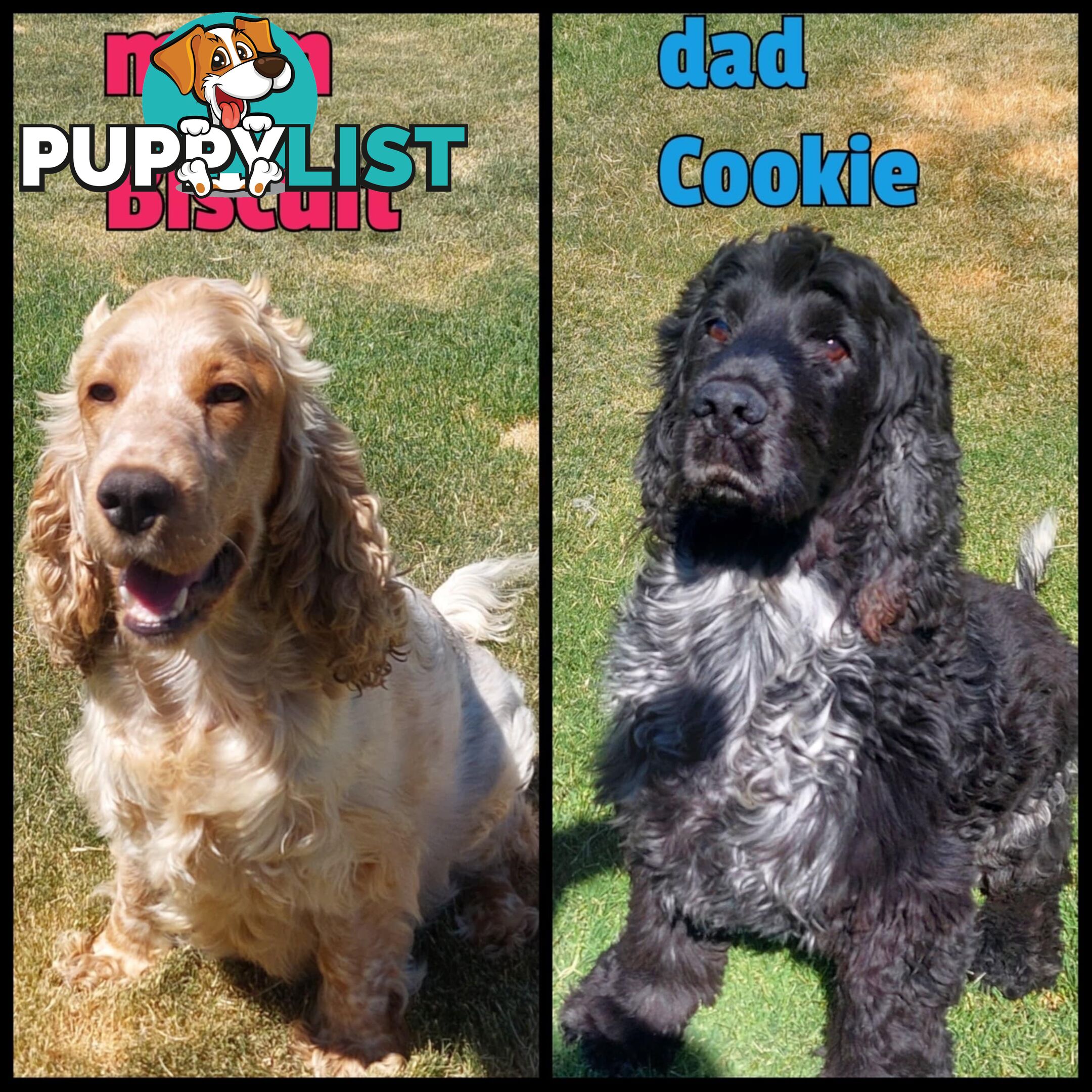 Purebred Blue Roan Cocker Spaniel Puppies