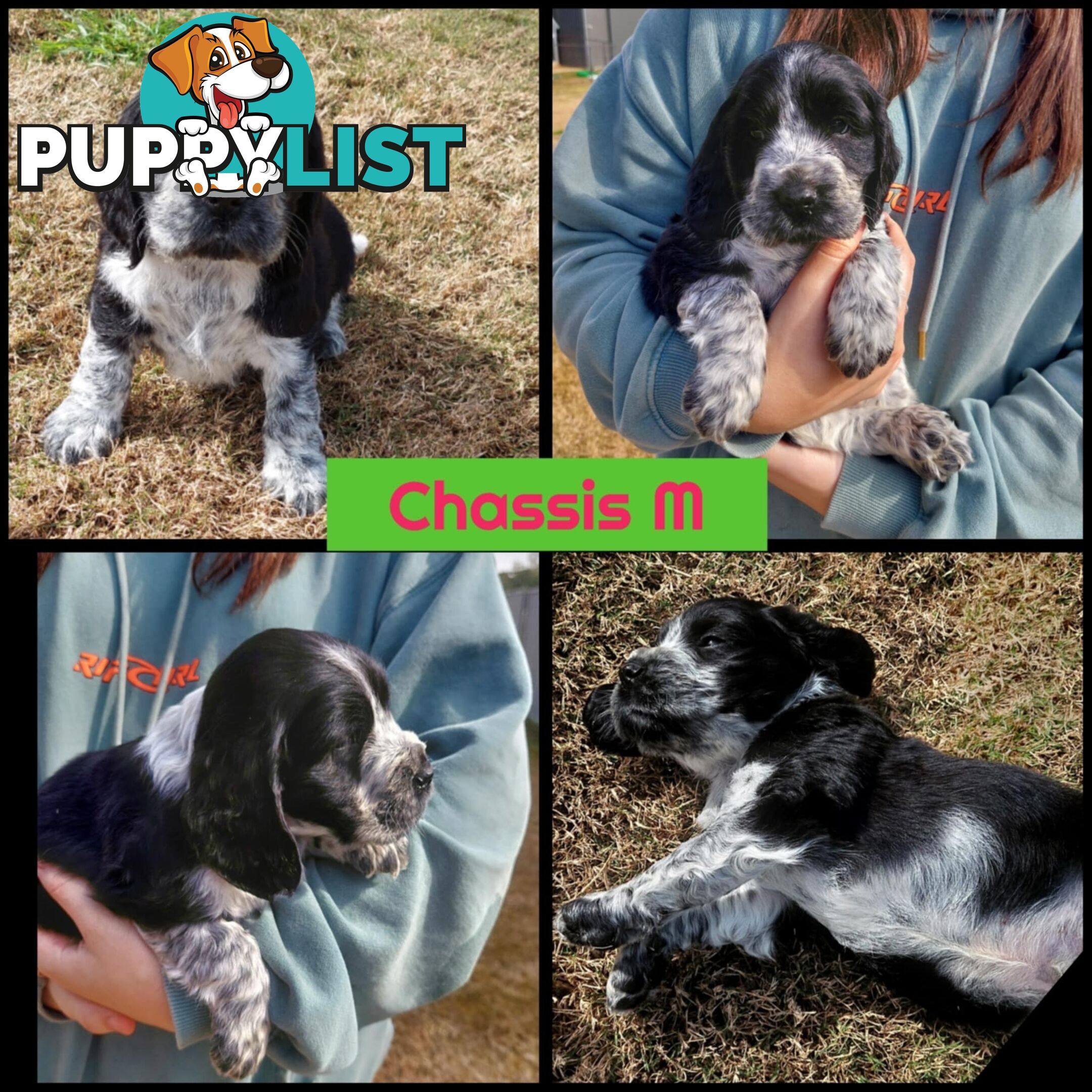 Purebred Blue Roan Cocker Spaniel Puppies