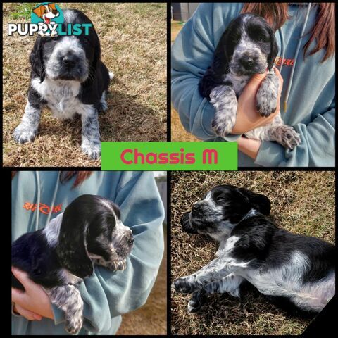 Purebred Blue Roan Cocker Spaniel Puppies