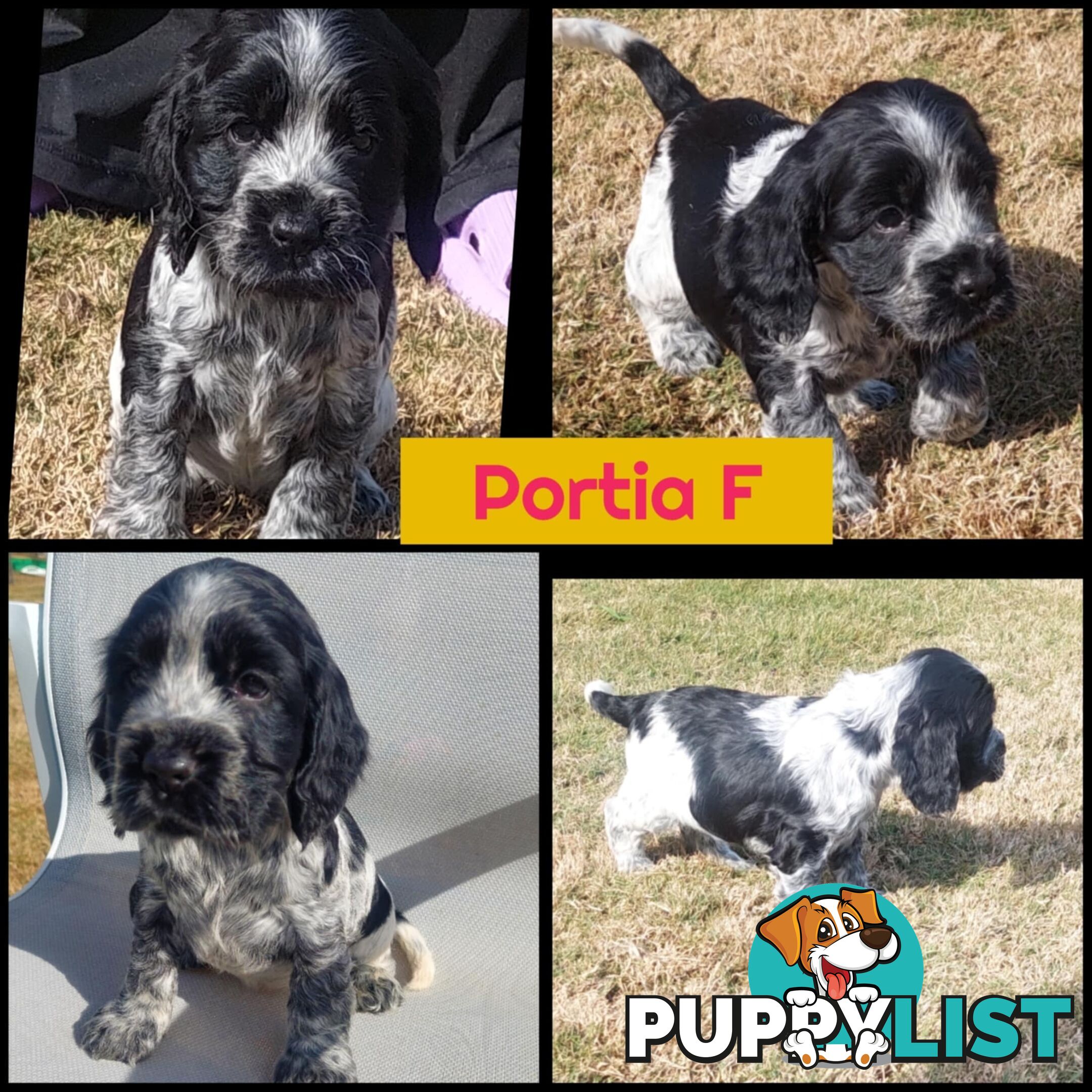 Purebred Blue Roan Cocker Spaniel Puppies