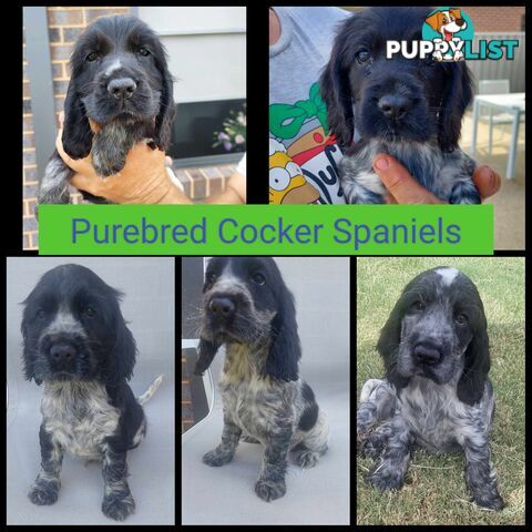 Purebred Blue Roan Cocker Spaniel Puppies.