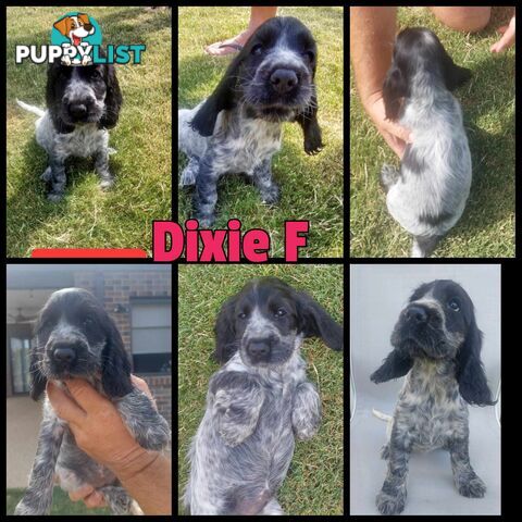 Purebred Blue Roan Cocker Spaniel Puppies.