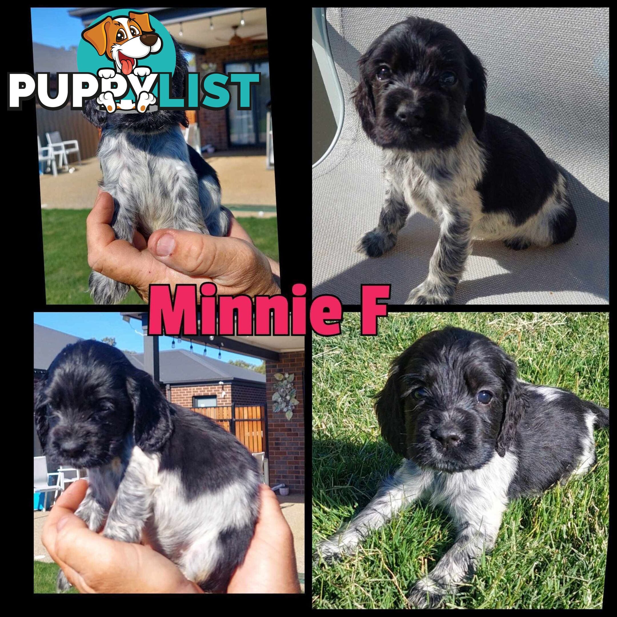 Purebred Blue Roan Cocker Spaniel Puppies