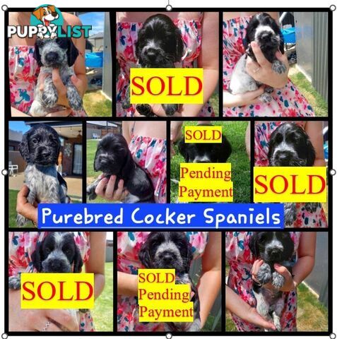 Purebred Blue Roan Cocker Spaniel Puppies.