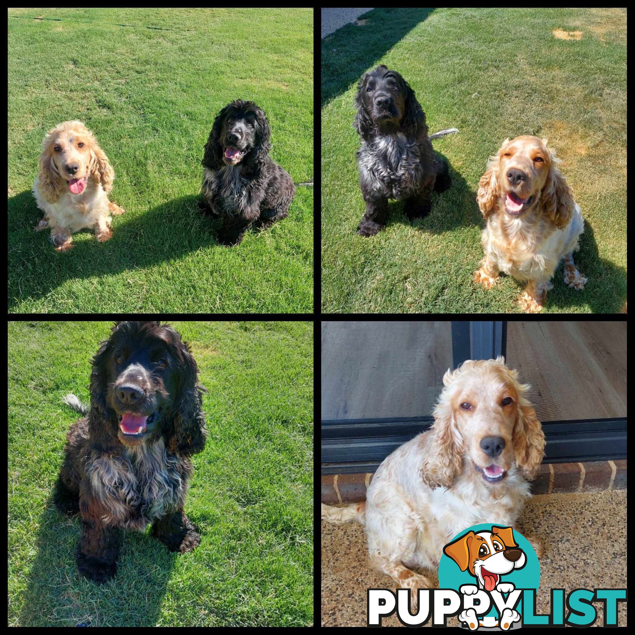 Purebred Blue Roan Cocker Spaniel Puppies